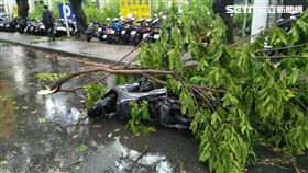 台中路樹倒塌／翻攝畫面