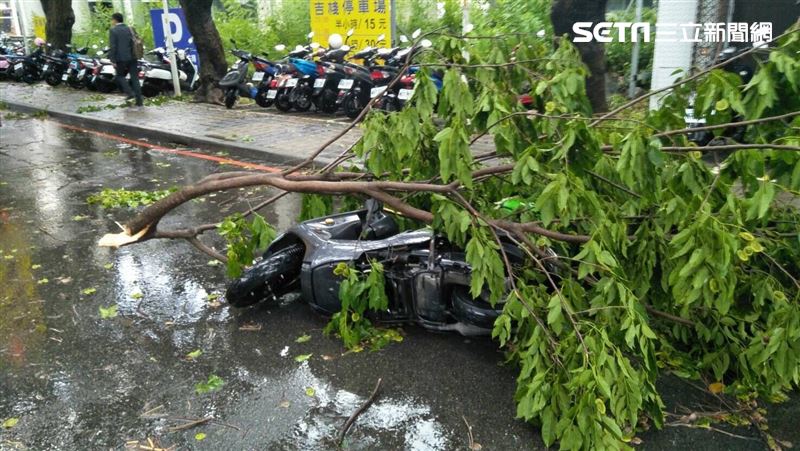 台中大雨路樹又倒塌　騎士經過遭壓傷