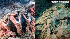 獨／後壁湖保育區「貝中之王」不見了！疑遭人割走惹眾怒（圖／Rene W. Wu授權使用）