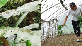 中國西南蝗災。（組圖／翻攝自澎湃新聞、新華社）