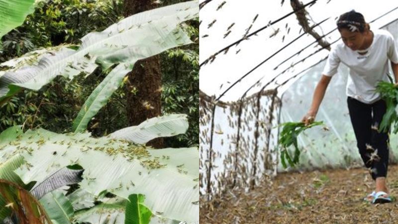 蝗蟲肆虐10萬畝地！雲南證實恐成災
