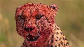 肯亞,羚羊,獵豹,馬賽馬拉國家公園。（圖／翻攝自tapansheth IG)