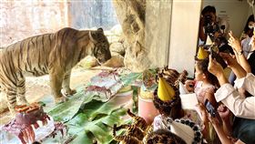 新竹動物園老虎兄弟慶生　遊客齊唱生日快樂歌新竹市立動物園10日為兩隻孟加拉虎舉辦生日派對，入園遊客齊聚猛獸展示區，一起為老虎慶生、唱生日快樂歌。中央社記者魯鋼駿攝　109年7月10日