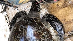 澎湖漁船捕獲綠蠵龜（1）澎湖籍「金吉亨」漁船10日在赤崁海域作業時，意外捕獲一隻綠蠵龜，岸巡與澎湖縣政府立即送往澎湖海龜救護收容工作站安置。（第七岸巡隊提供）中央社　109年7月10日