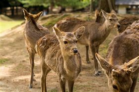 奈良,鹿,公園,野生,觀光,武漢肺炎（圖／翻攝自Pixabay）