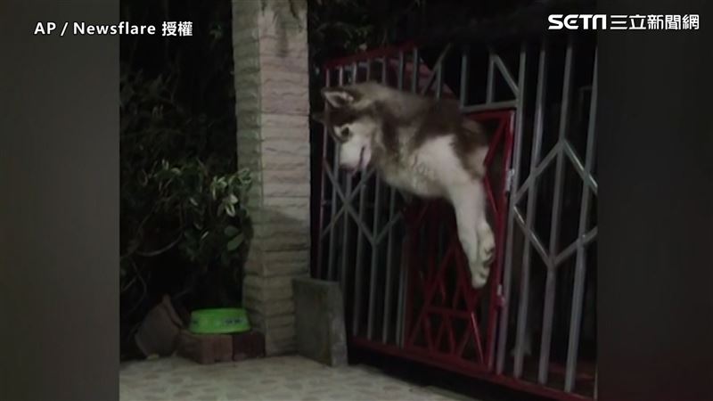 哈士奇硬擠小洞　像貓一樣用「流」的