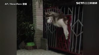 哈士奇硬擠小洞　像貓一樣用「流」的