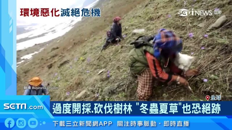 IUCN列瀕危物種名單　松茸首入榜