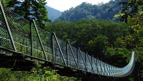 奧萬大森林遊樂區，竟然上演著公蟾蜍正面強襲的戲碼，超級爆笑。（圖／翻攝自奧萬大情報站臉書）