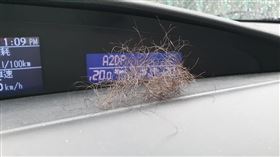 修毛,體毛,頭髮,綠帽(翻攝自 爆廢公社)