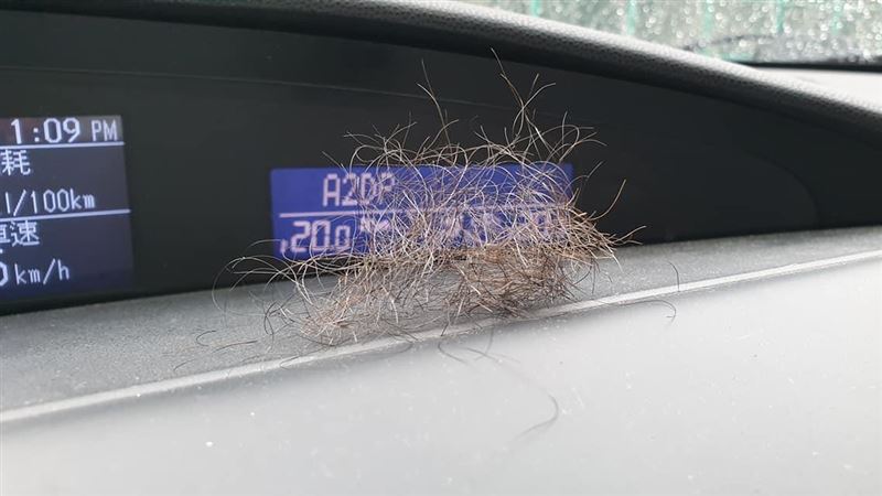 上車見一團毛　女友羞：無聊修那裡…
