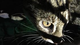 林佳龍今（10）晚間透過臉書回應指出，對於野生動物保育，最可怕的不是無心人的忽視，是打從心裡漠視。（圖／林佳龍臉書）