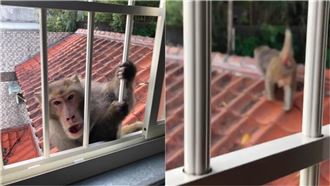 新店民宅清晨傳巨響　驚見猴群現蹤