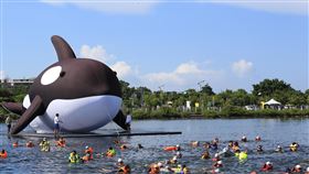 裝置藝術安平虎鯨前進台南安平號稱全球最大的虎鯨裝置藝術「安平虎鯨Orca」，11日在多人伴游下，前進安平區東興洋行前水域，預定15日公開亮相。中央社記者張榮祥台南攝　109年7月11日