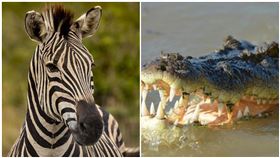 斑馬,鱷魚（圖／翻攝自Pixabay）