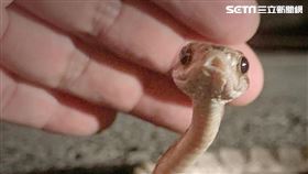 台灣四大衰蛇！大頭蛇微毒、溫馴卻常被誤認龜殼花　遭亂棒打死（圖／資深攝影師林清華提供）