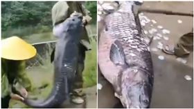 水庫捕到87公斤魚王 魚鱗硬到用鋤頭刮（圖／翻攝自梨視頻）