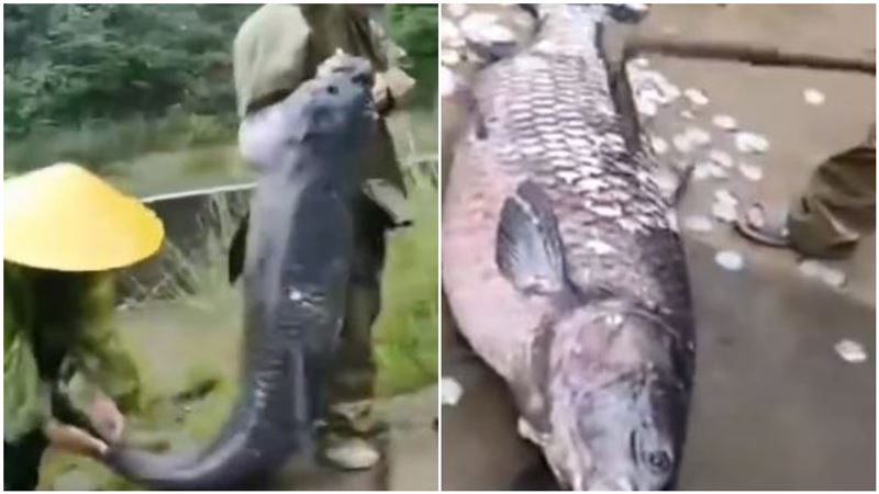 撈到87KG魚王　他拿鋤頭一刮驚呆