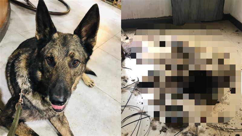 獨／牧羊犬遭活活餓死…店家竟冷回