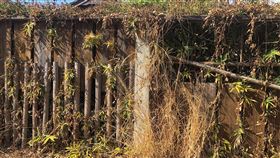 花蓮非農地使用除草劑自治條例將上路花蓮文創園區日式木屋圍籬等非農地區域，去年曾被民眾檢舉噴灑除草劑，影響外觀也有健康疑慮。花蓮縣環保局108年9月草擬「花蓮縣非農地使用除草劑管理自治條例」草案，修正後的條例內容在上月公告後，15日起將正式實施。（花蓮縣議員楊華美提供）中央社記者張祈傳真　109年7月11日