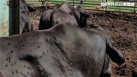 牛結節疹（農委會提供）