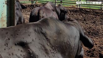 農委會：歐盟捐贈牛結節疹疫苗將抵台