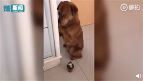 寵物,狗,榴槤,道歉,摀嘴（圖／翻攝自秒拍）