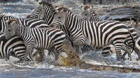 ▲Dennis Stogsdill拍攝到鱷魚吞食斑馬的血腥畫面。（圖／翻攝自推特）