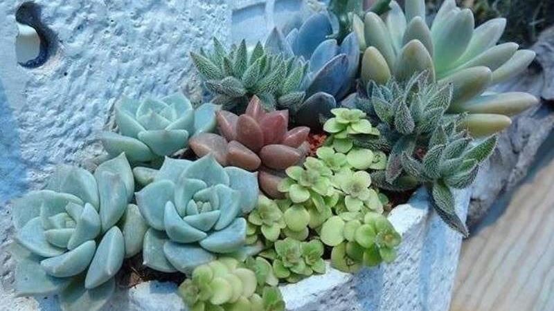 走進植栽小天地　讓植物帶走負能量！