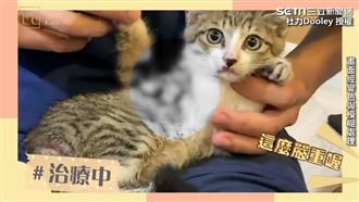 流浪幼貓遭割傷　杜力熱心救援急送醫