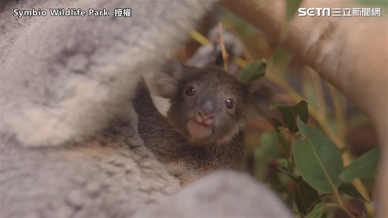 無尾熊離開育兒袋　睜大眼探索世界