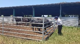 金門牛結節疹疫情　學者赴牧場採集病媒