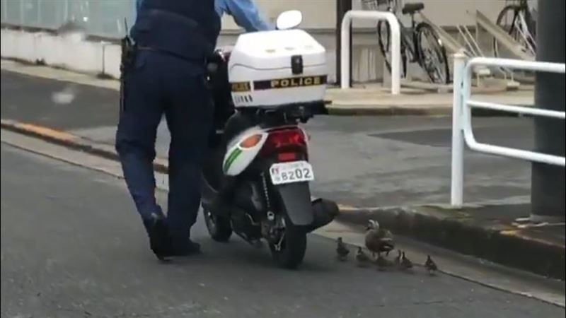 動物安全也保護 鴨媽媽帶寶寶散步警察暖心牽車 護送 寵物 三立新聞網setn Com