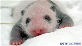 大貓熊寶寶(台北市立動物園)