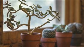 盆栽，植物（圖／翻攝自pixabay）