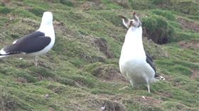 海鷗生吞兔子（圖／翻攝自Skomer Island 臉書）