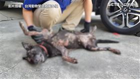流浪狗疑遭潑酸毀容！救援隊驚：找不到牠臉