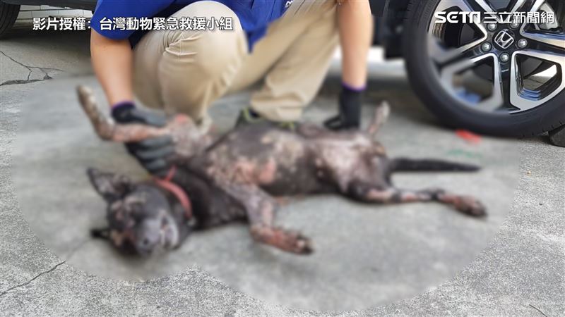 流浪狗疑遭潑酸　全身80%潰爛毀容