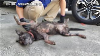 流浪狗疑遭潑酸　全身80%潰爛毀容