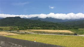 高溫影響農作  花蓮富里米歉收入夏以來天氣炎熱，全台最高溫多次落在花蓮段縱谷，其中位於縱谷的富里鄉今年一期稻作因高溫而歉收。中央社記者李先鳳攝　109年7月14日