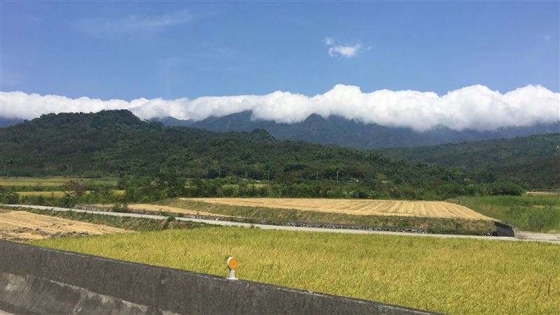 高溫影響農作　花蓮富里米歉收
