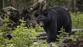 黑熊，野生黑熊，大熊 （示意圖／翻攝自Pixabay）
