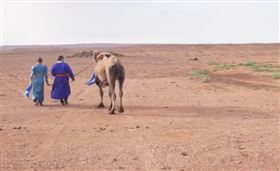 駱駝被賣8個月！「獨行100公里」回家…滿身傷痕見主人（圖／翻攝自央視新聞微博）