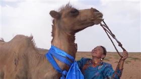 駱駝被賣8個月！「獨行100公里」回家…滿身傷痕見主人（圖／翻攝自央視新聞微博）