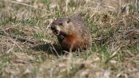 土撥鼠,
https://www.flickr.com/photos/7958548@N03/489155092/in/photolist-Ke3Lu-npcyv-fqApBK-U9Jhji-8iSNsh-ACWqd6-hogpyC-6wBVk8-8nMKm4-i2MJRc-54e9yB-54PVqG-6hStqL-hogngy-XZzfw7-a5YXei-2eVScz-KUYu9U-Ke5dW-