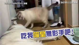 牠睡覺不敢吵　貓咪輕踏下秒露爪奸笑