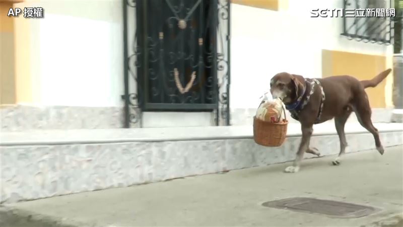 汪星人拚外送拿小費　網：肉乾都給你