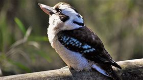 ▲小翠鳥照片，有小山羊頭。（圖／翻攝自推特）