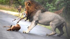 ▲南非雄獅獵捕黑斑羚的驚悚畫面。（圖／翻攝自推特）