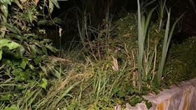 桃園,檳榔西施,焦屍,棄屍,懸案（圖／翻攝畫面）